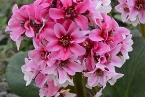 Bergenia 'Sakura' 